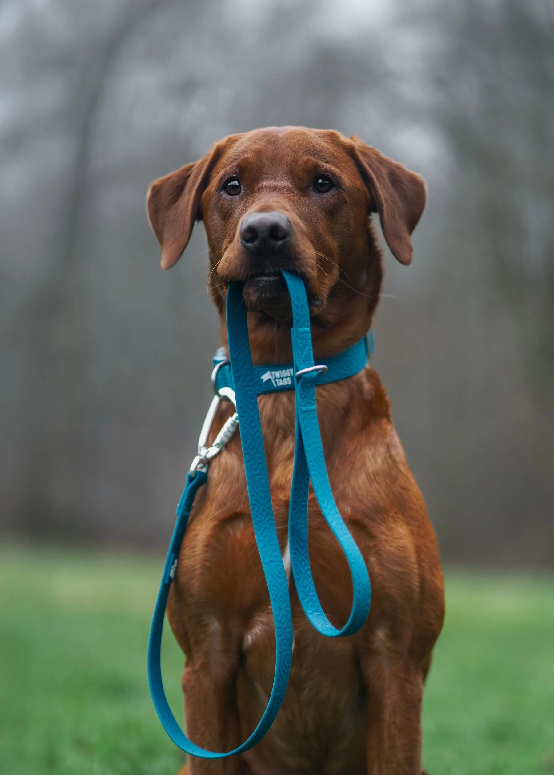 Twiggy Tags Tidal Waterproof Lead Azure